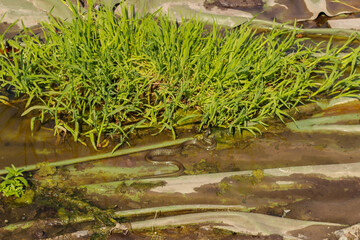little snake by the grass in the water