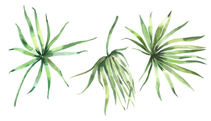 Watercolor tropical palm leaves collection. Hand painted watercolor exotic leaves isolated on white background. Floral illustration for design, print, wedding invitation or background. High quality