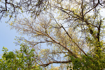 Branches and leaves sky background.