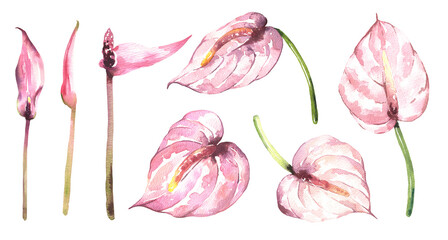 Watercolor tropical ANTHURIUM flowers collection. Hand painted watercolor flowers flowers isolated on white background. Floral illustration for design, print, wedding invitation or background. High