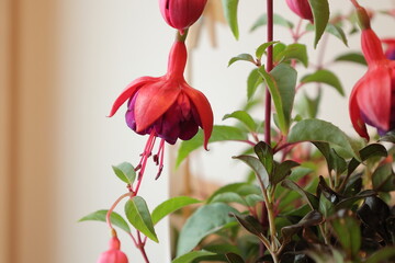 フクシアの花