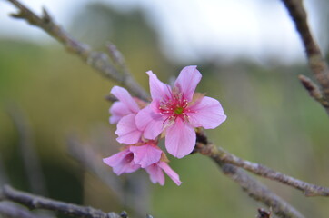 cherry blossom flower