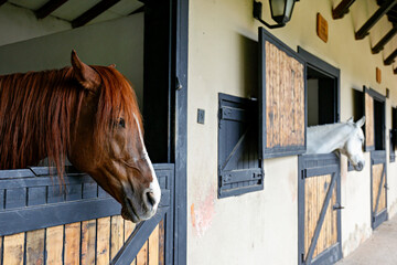 Head of the thoroughbred horse looking over the wooden stable doors. Close up, copy space for text,...