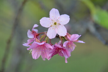 cherry blossom flower