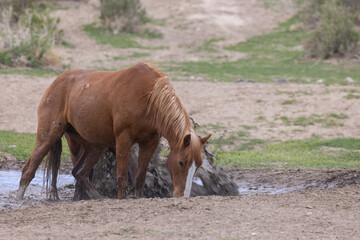 Wild horses at a Waterhole in the Utah desert