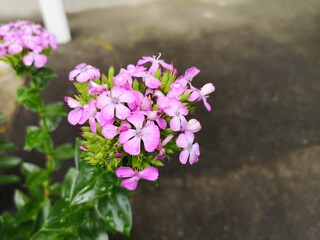 初夏の花