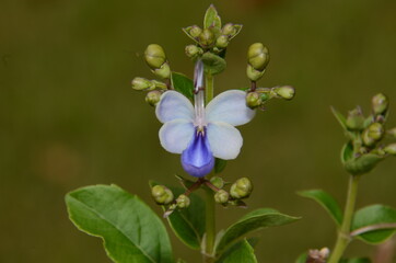 blue butterfly flower