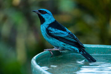 The blue dacnis or turquoise honeycreeper (Dacnis cayana) is a small passerine bird