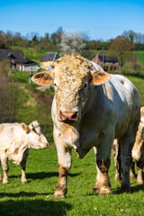 Animal ferme vache 520