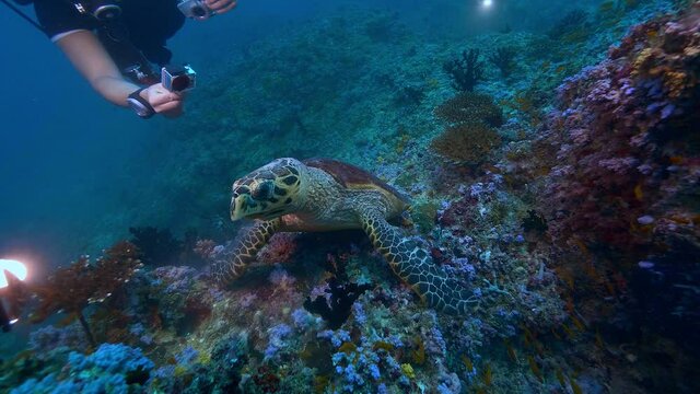 Scubadivers diving and watching Green turtle cheving soft coral feeding underwater, Maldives, Indian ocean, marine life