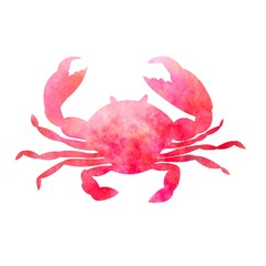Colored red crab with claws on white background aquarelle watercolor hand-drawn digital illustration