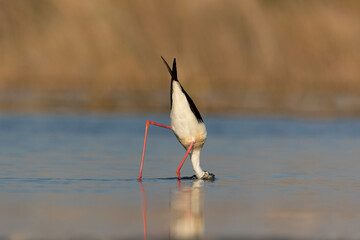 Black-winged Stilt with head under water