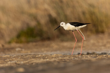 Black-winged Stilt emanating droppings