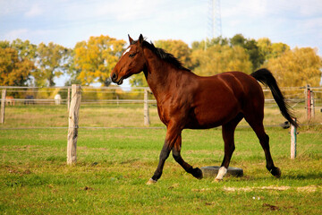 Naklejka na ściany i meble beautiful brown quarter horse is walking on the paddock 