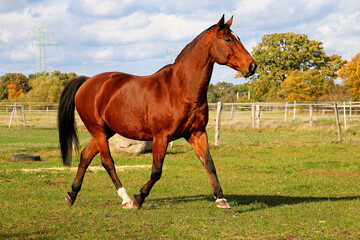 beautiful brown quarter horse is walking on the paddock
