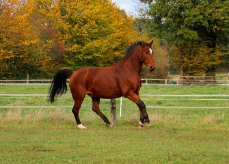 Fototapeta premium beautiful brown quarter horse is walking on the paddock 