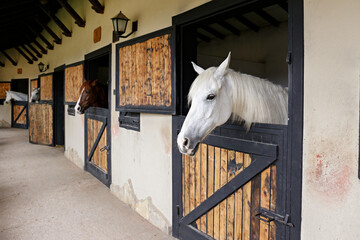 Head of the thoroughbred horse looking over the wooden stable doors. Close up, copy space for text, background.