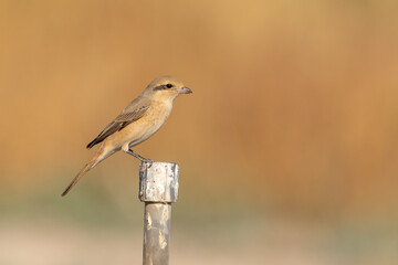 brown tail shrike perched on a pipe