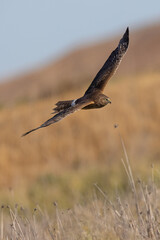 Extremely close view of a male  hen harrier (Northern harrier)  flying in beautiful light, seen in the wild in North California
