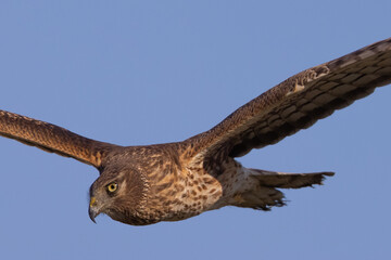 Extremely close view of a male  hen harrier (Northern harrier)  flying in beautiful light, seen in the wild in North California