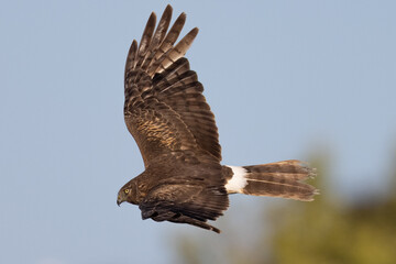 Extremely close view of a male  hen harrier (Northern harrier)  flying in beautiful light, seen in the wild in North California