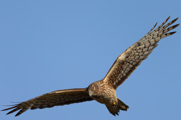 Extremely close view of a male  hen harrier (Northern harrier)  flying in beautiful light, seen in the wild in North California