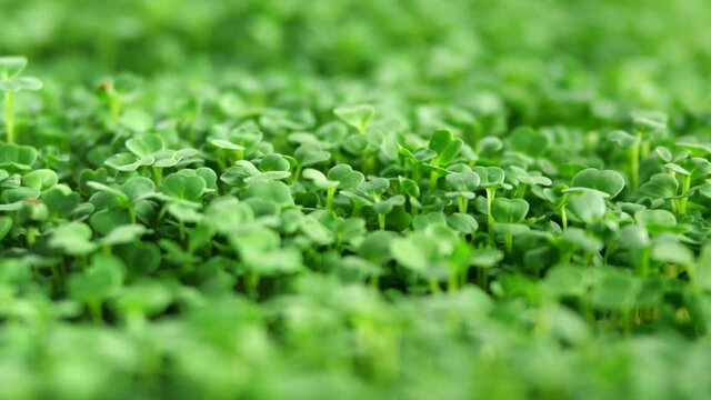 Sprout microgreens farming grow macro shot in greenhouse agriculture. 4k Ultra HD