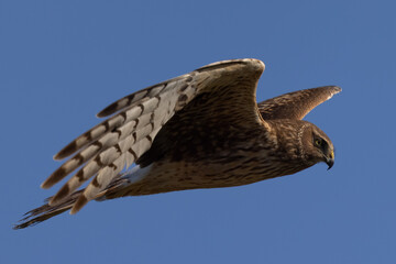 Extremely close view of a male  hen harrier (Northern harrier)  flying in beautiful light, seen in the wild in North California
