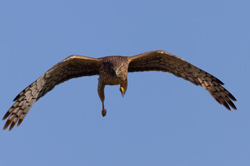 Extremely close view of a male  hen harrier (Northern harrier)  flying in beautiful light, seen in the wild in North California