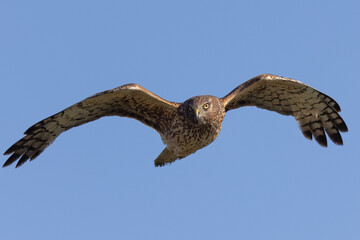Extremely close view of a male  hen harrier (Northern harrier)  flying in beautiful light, seen in the wild in North California
