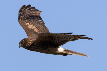 Fototapeta premium Extremely close view of a male hen harrier (Northern harrier) flying in beautiful light, seen in the wild in North California
