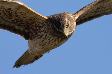 Extremely close view of a male  hen harrier (Northern harrier)  flying in beautiful light, seen in the wild in North California
