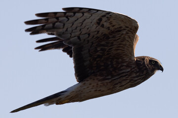 Extremely close view of a male  hen harrier (Northern harrier)  flying in beautiful light, seen in the wild in North California