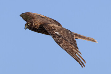 Extremely close view of a male  hen harrier (Northern harrier)  flying in beautiful light, seen in the wild in North California