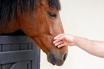 Bond between human and animal concept. Unrecognizable young man carefully petting a thoroughbred horse in the stable. Close up, copy space for text, background, cropped shot.