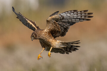  Extremely close view of a male  hen harrier (Northern harrier)  diving, seen in the wild in North California