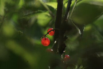 one, two red berries, currants, red currants on a green background