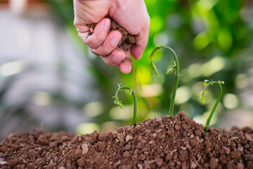 Plant a tree