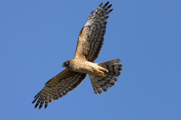 Extremely close view of a male  hen harrier (Northern harrier)  flying in beautiful light, seen in...