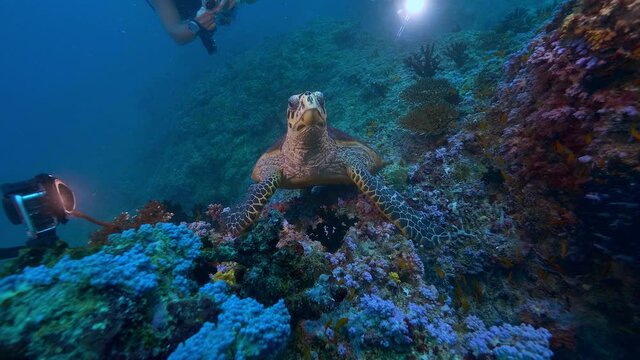 Scubadivers diving and watching Green turtle cheving soft coral feeding underwater, Maldives, Indian ocean, marine animals