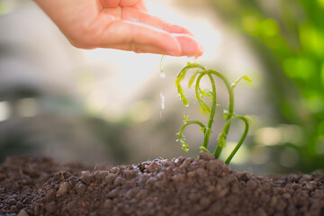 seed and planting concept with Male hand watering young tree over green background