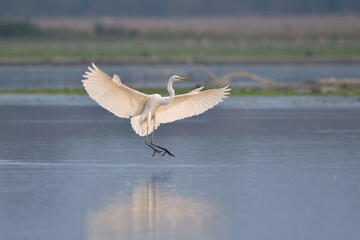 Great Egret Bird Is Landing In The Wetland