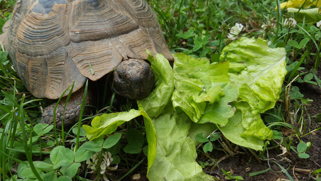 Giant tortoise next to lettuce leaves on the ground - Powered by Adobe