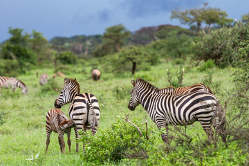 Scenic shot of three zebras in the Grumeti Game Reserve in Serengeti, Tanzania