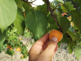 Man's hand harvesting fresh apricots in daylight