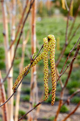 close-up of birch buds hanging from a branch