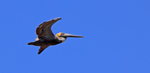 Brown pelican with wings spread flying