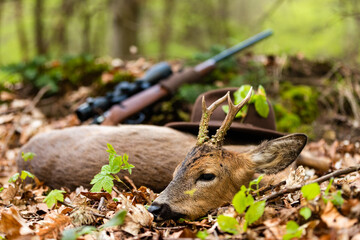 A successful Roe buck hunting