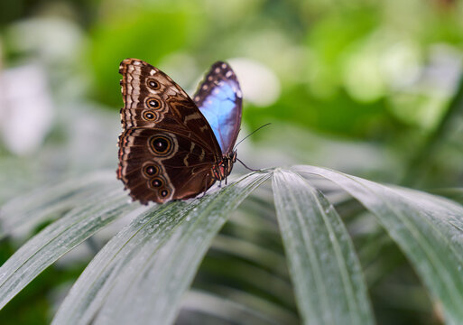 Morpho peleides (Peleides blue morpho) butterfly on leaf