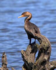 Cormorant perched on dead tree in a pond